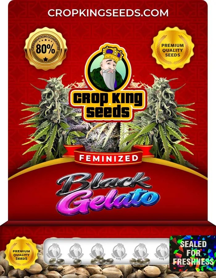 Black Gelato Strain Feminized Seeds