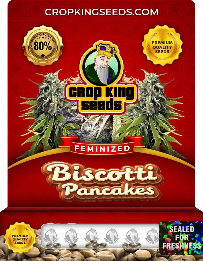 Biscotti Pancakes Strain Feminized Marijuana Seeds