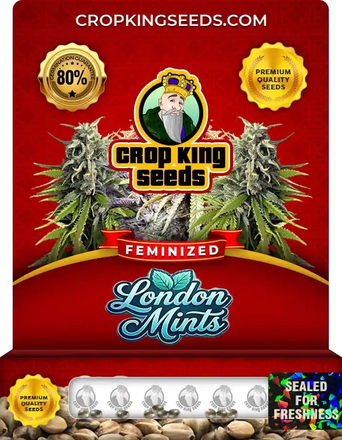 London Mints Feminized Seeds