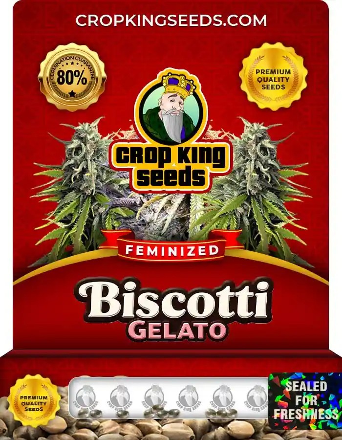 Biscotti Gelato Strain Feminized Marijuana Seeds