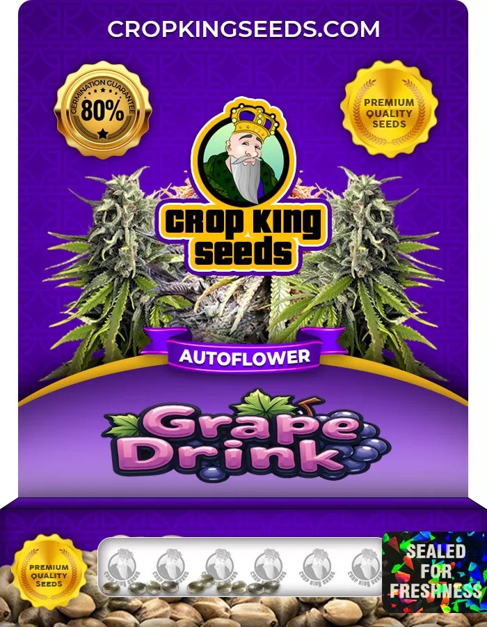 Grape Drink Autoflower Marijuana Seeds