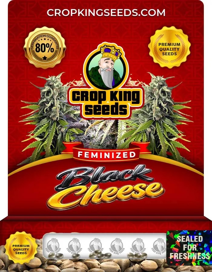 Black Cheese Strain Feminized Seeds