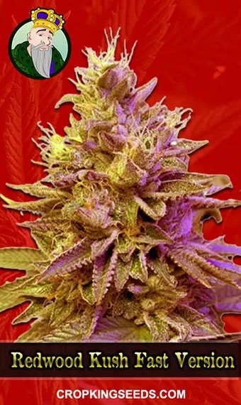 Redwood Kush Fast Version Marijuana Seeds