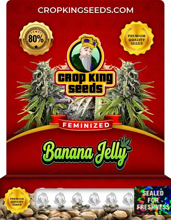 Banana Jelly Feminized Seeds