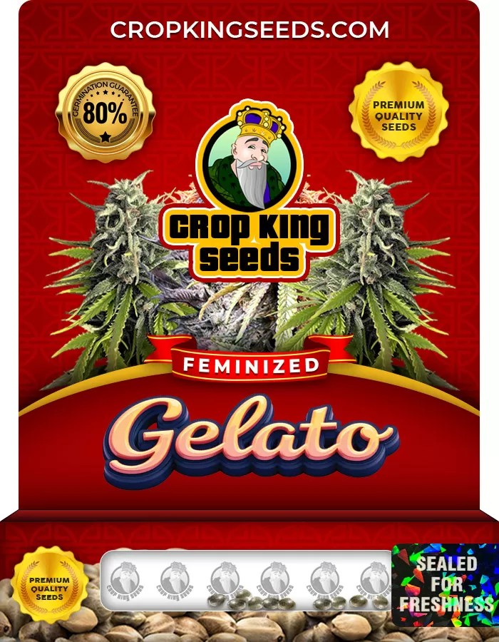 Gelato Feminized Marijuana Seeds
