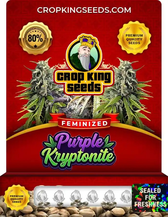 Purple Kryptonite Strain Feminized Seeds