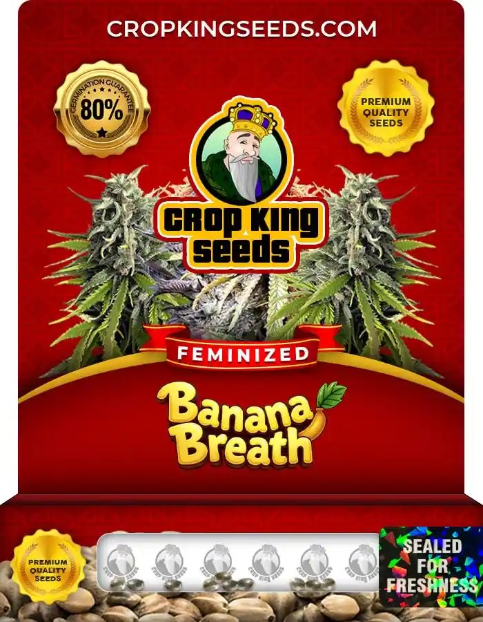 Banana Breath Strain Feminized Marijuana Seeds