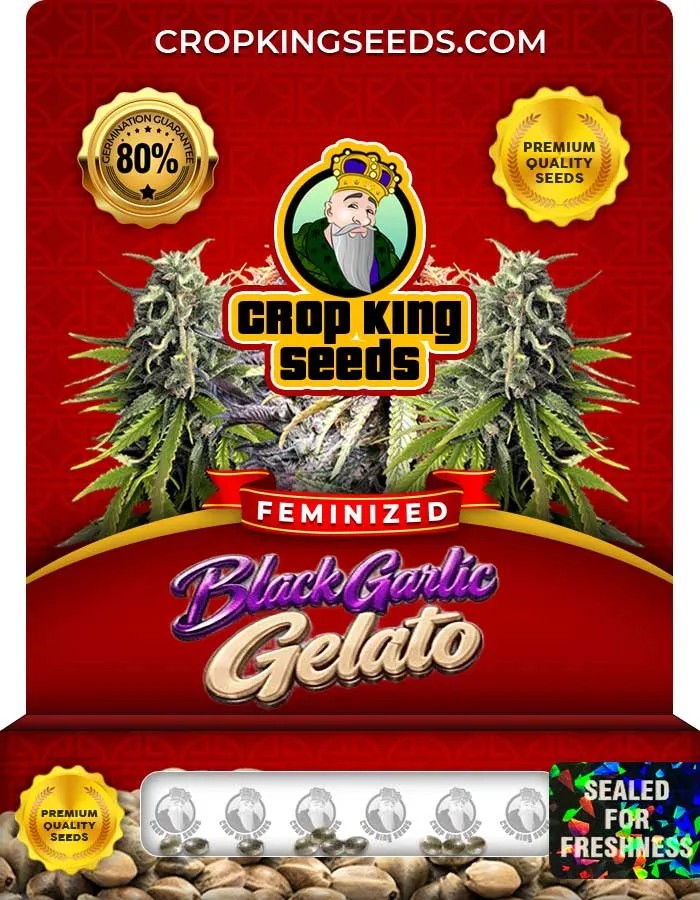 Black Garlic Gelato Strain Feminized Seeds