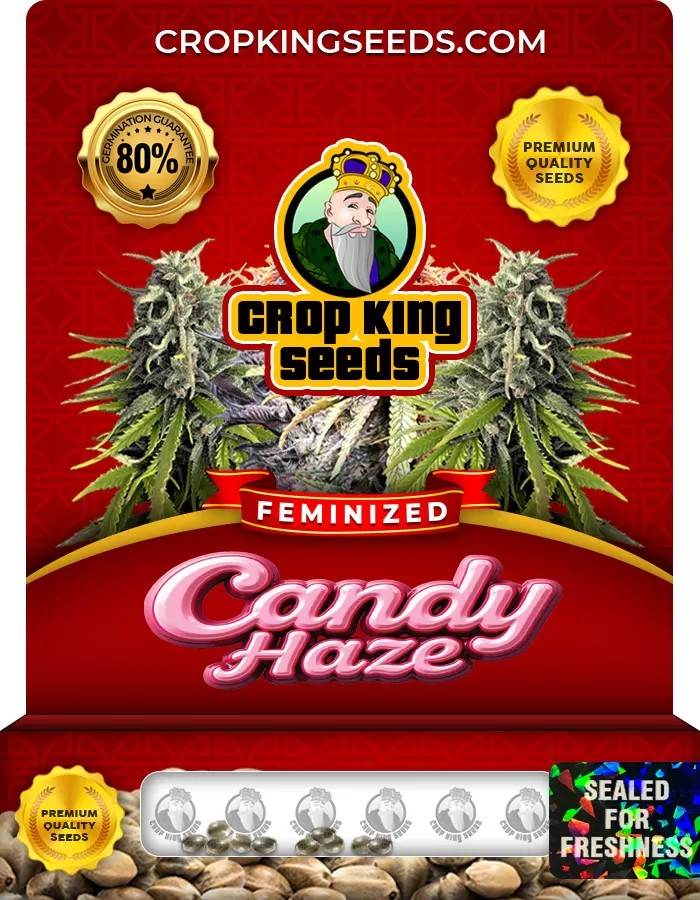Candy Haze Feminized Marijuana Seeds