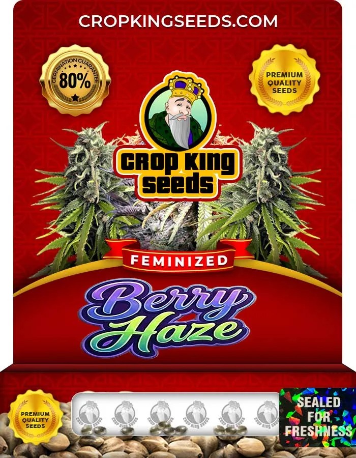 Berry Haze Strain Feminized Seeds