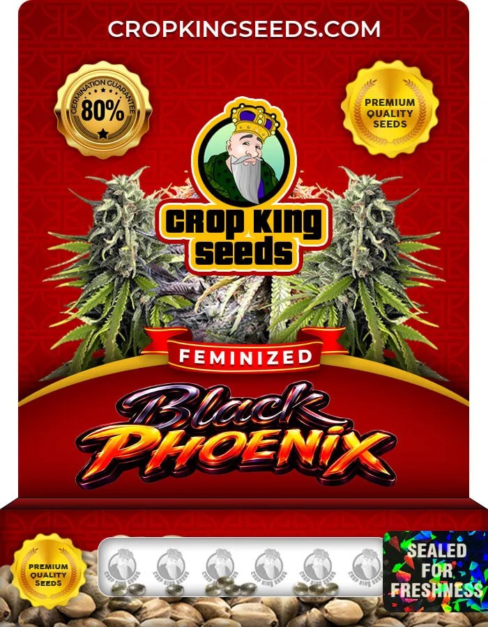 Black Phoenix Strain Feminized Seeds