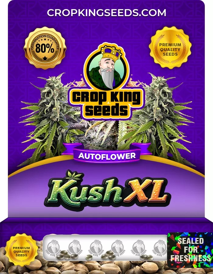 Kush XL Autoflower Marijuana Seeds