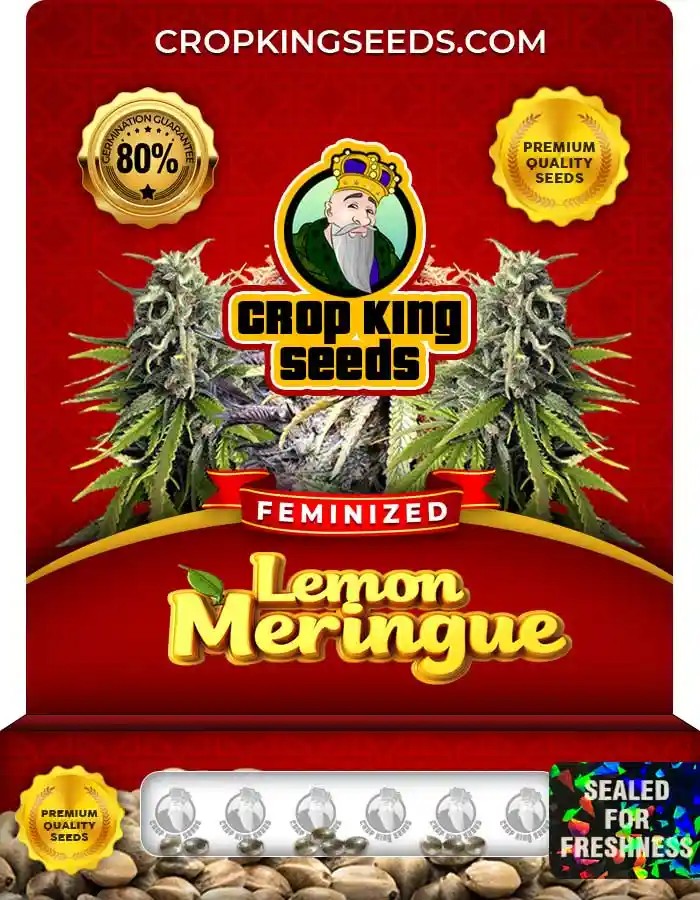 Lemon Meringue Strain Feminized Marijuana Seeds