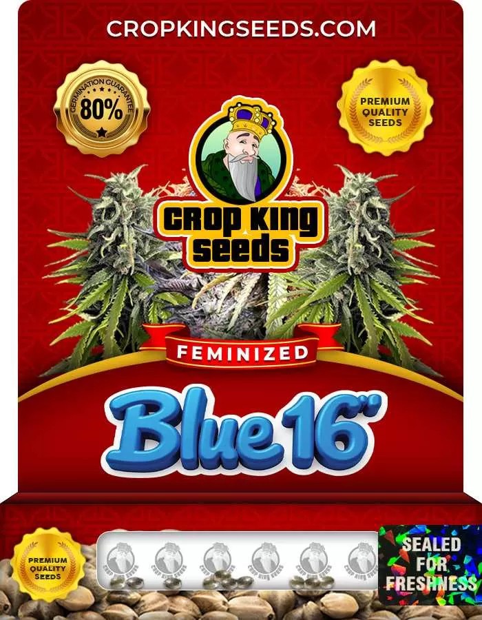 Blue 16 Feminized Seeds
