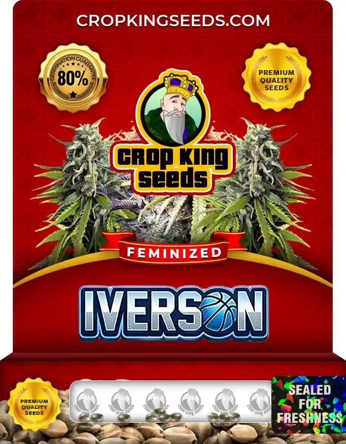 Iverson Strain Feminized Marijuana Seeds