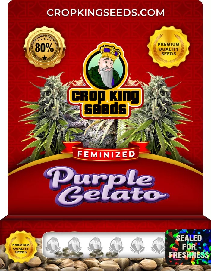 Purple Gelato Feminized Marijuana Seeds