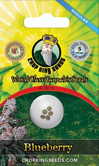 Blueberry Strain Regular Marijuana Seeds