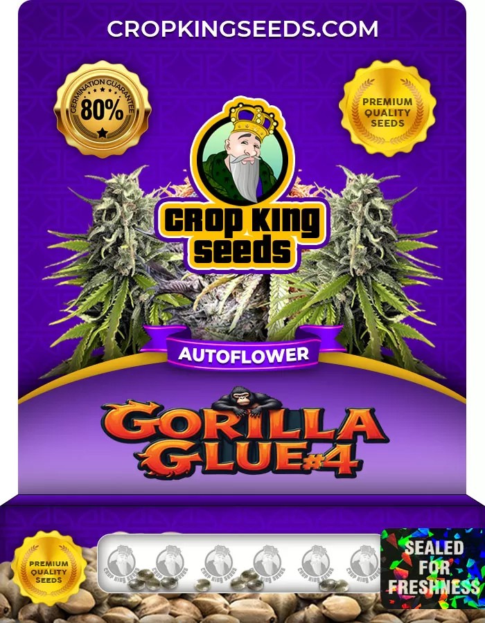 Gorilla Glue #4 Autoflower Marijuana Seeds