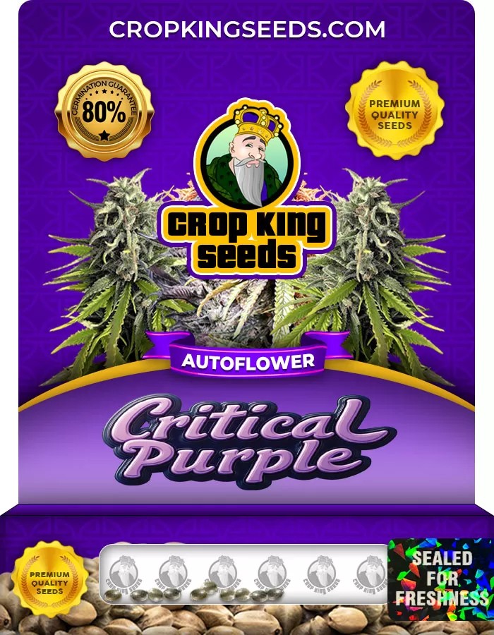 Critical Purple Autoflower Marijuana Seeds