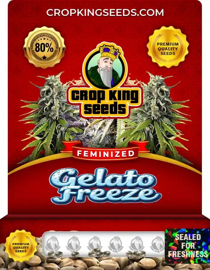 Gelato Freeze Strain Feminized Marijuana Seeds