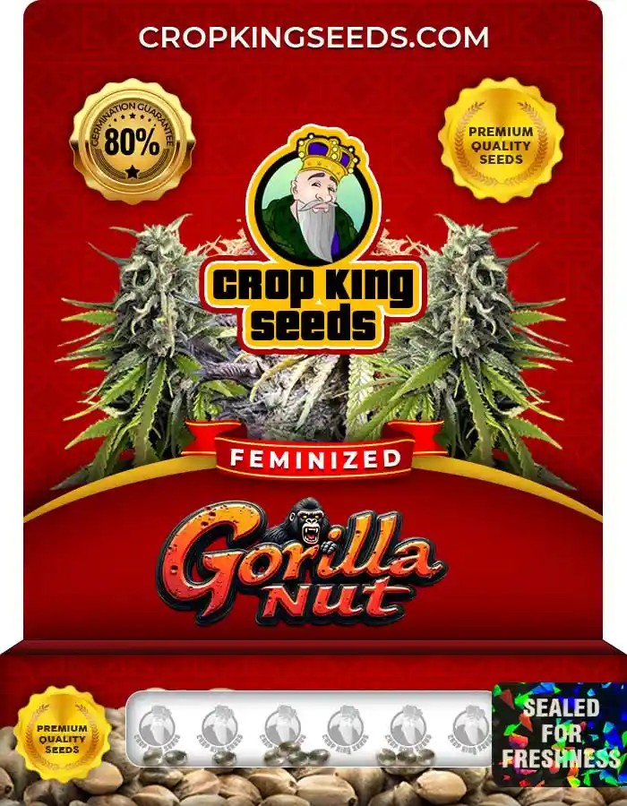 Gorilla Nut Strain Feminized Marijuana Seeds