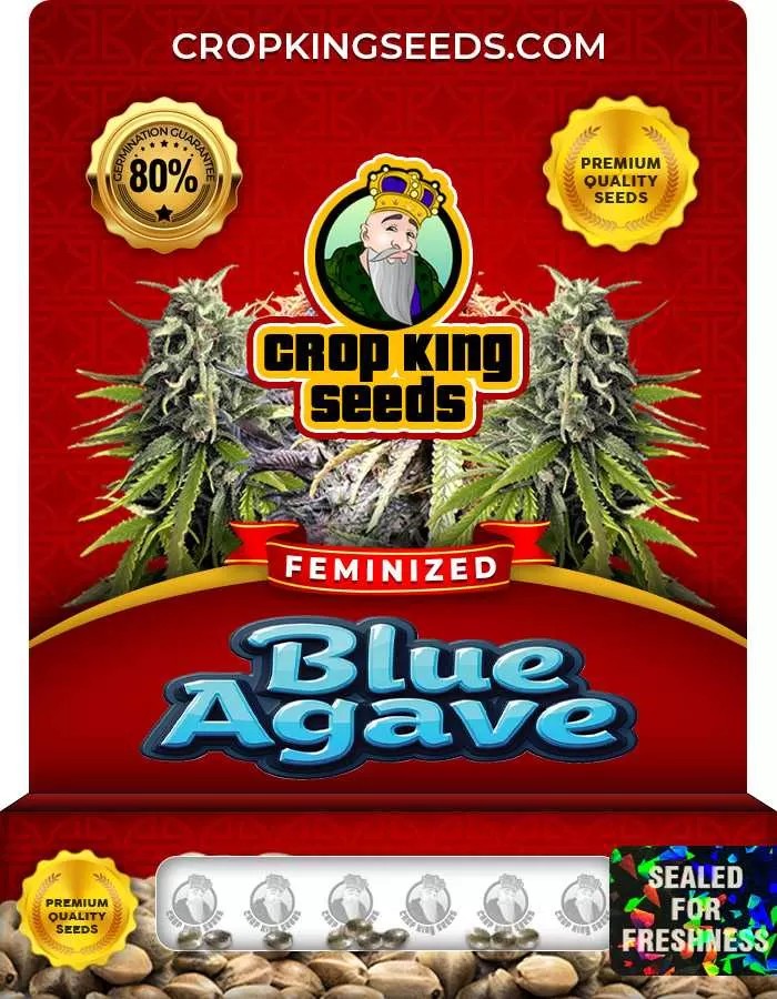 Blue Agave Strain Feminized Marijuana Seeds