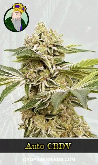 Autoflower CBDV Strain Marijuana Seeds