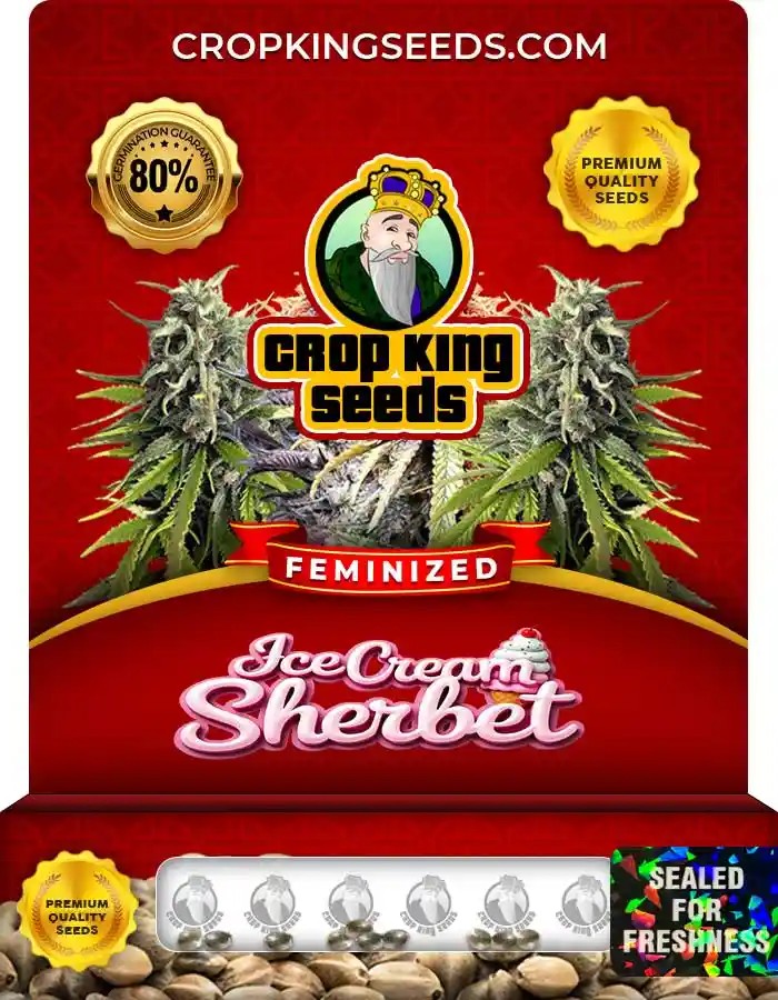 Ice Cream Sherbet Strain Feminized Marijuana Seeds