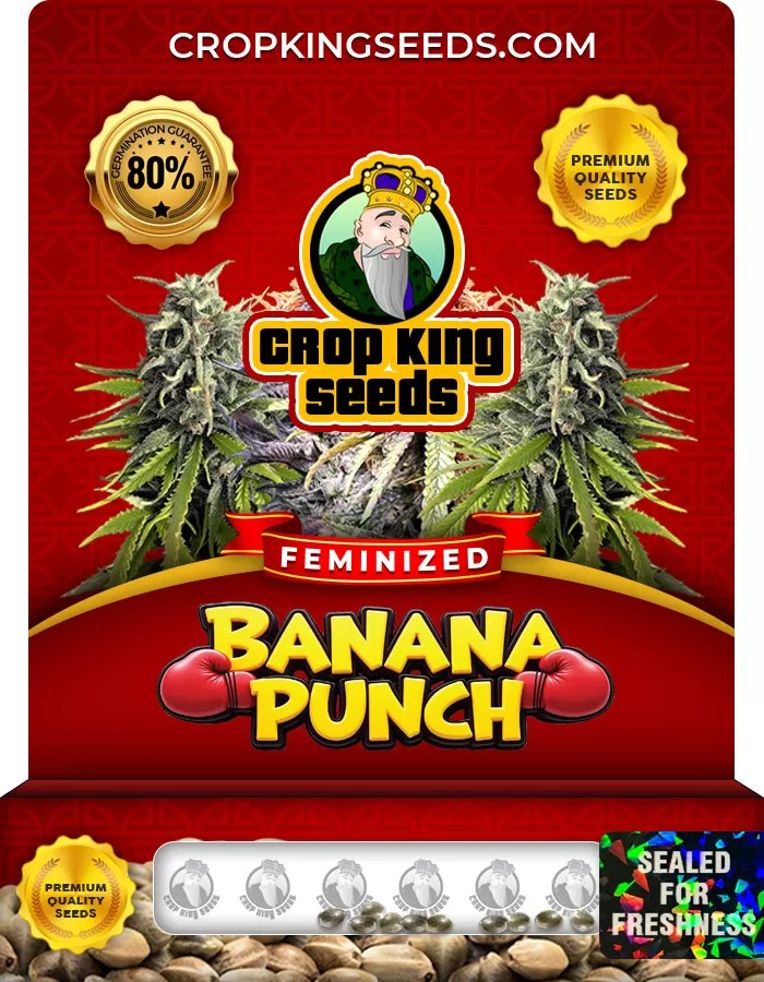 Banana Punch Strain Feminized Seeds