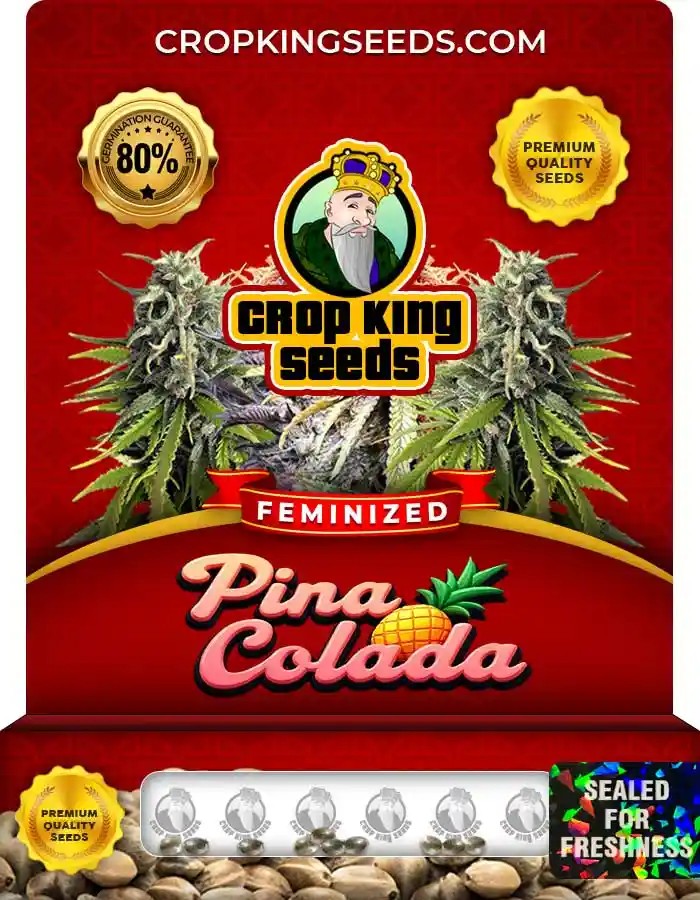 Pina Colada Strain Feminized Marijuana Seeds