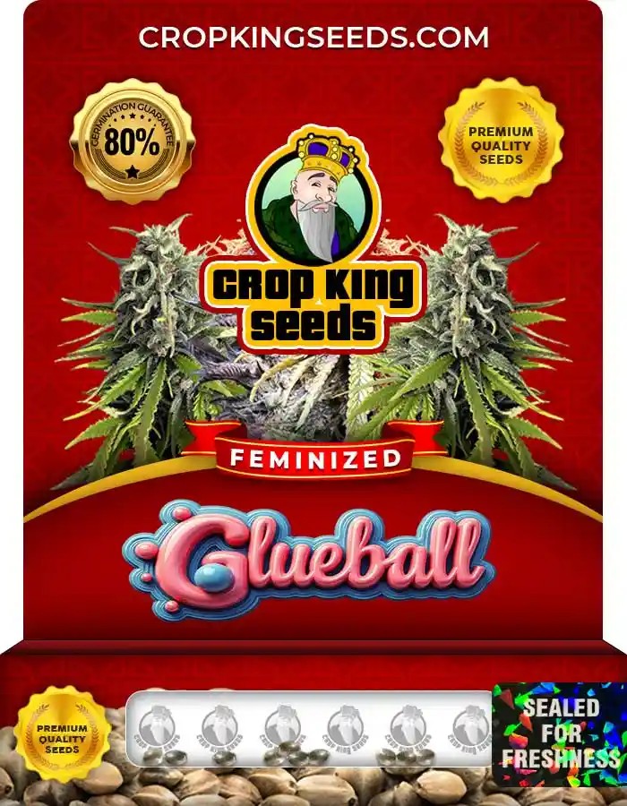 Glueball Strain Feminized Marijuana Seeds