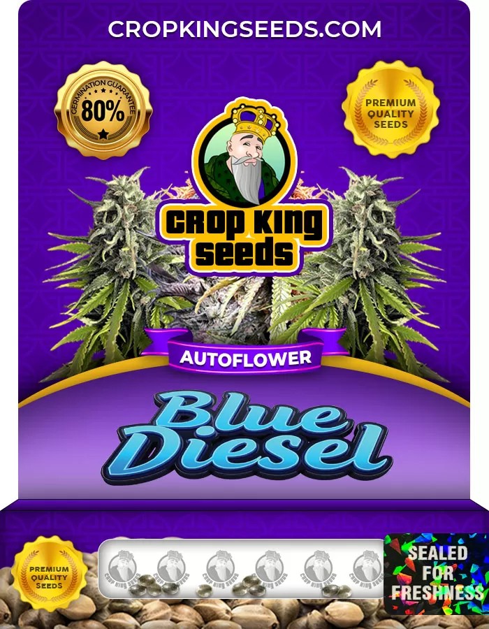 Blue Diesel Autoflowering Marijuana Seeds