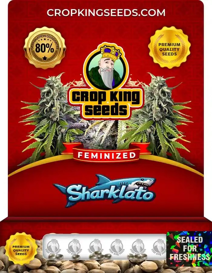Sharklato Strain Feminized Marijuana Seeds