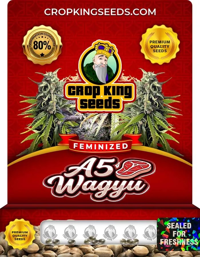 A5 Wagyu Strain Feminized Seeds