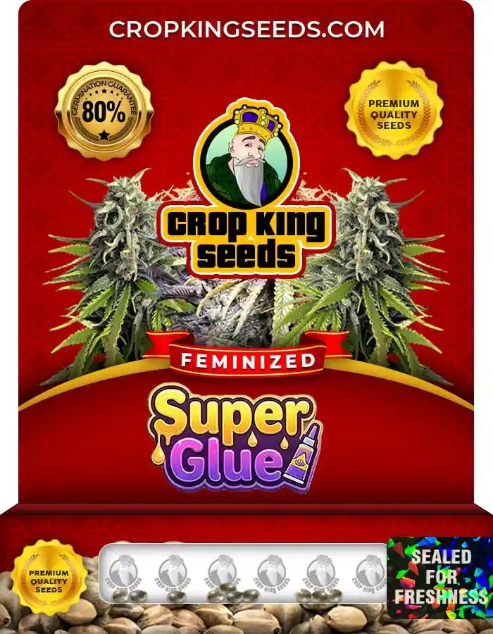 Super Glue Strain Feminized Marijuana Seeds