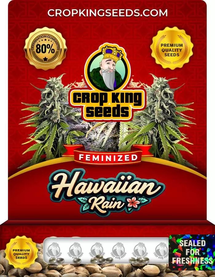 Hawaiian Rain Strain Feminized Marijuana Seeds