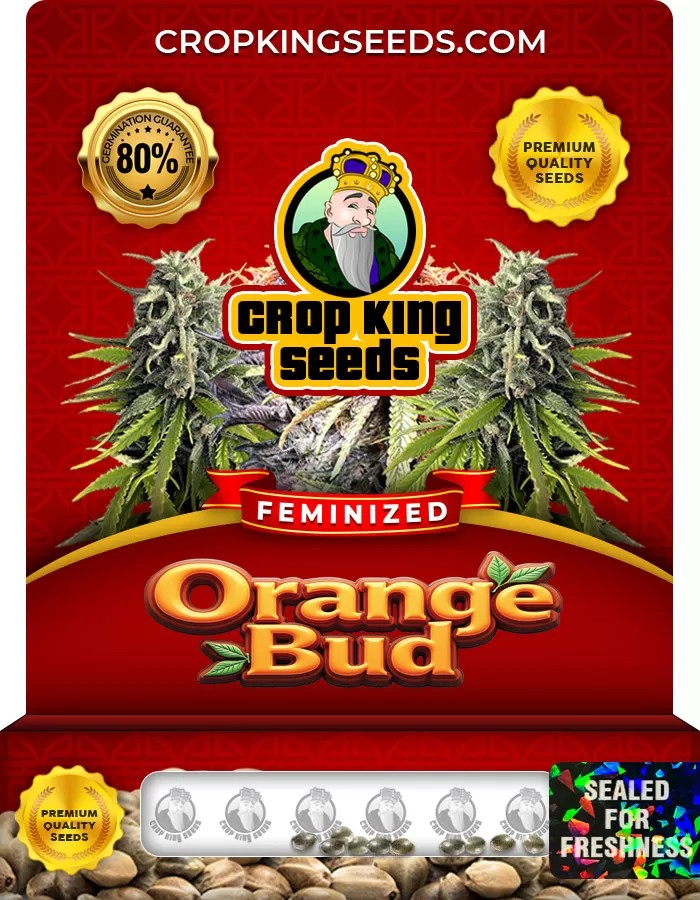 Orange Bud Feminized Marijuana Seeds