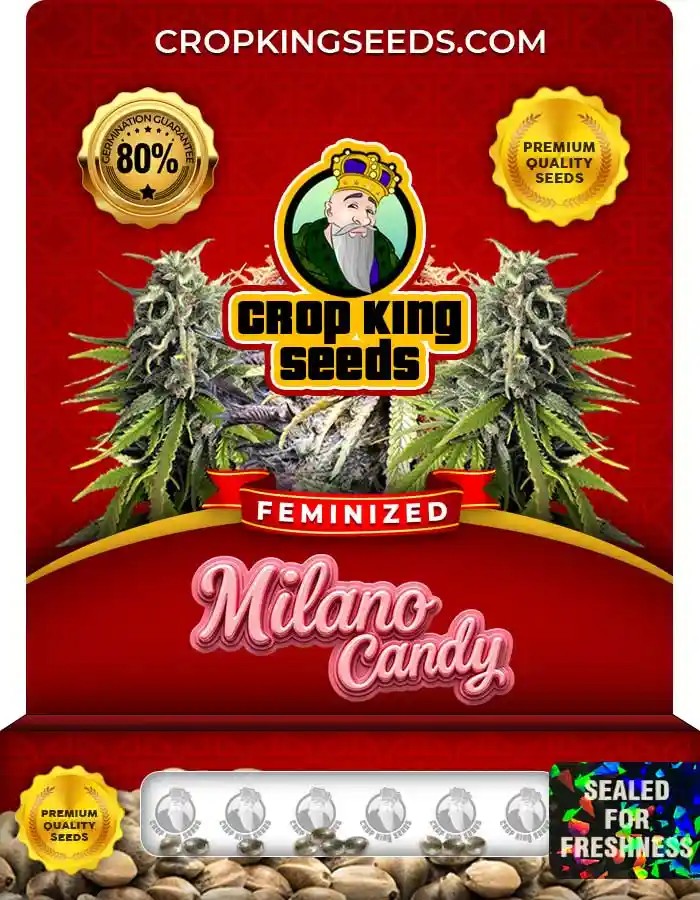 Milano Candy Strain Feminized Seeds