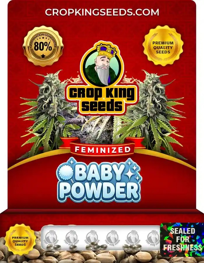 Baby Powder Feminized Seeds
