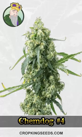 CBD Chemdog #4 Strain Feminized Marijuana Seeds