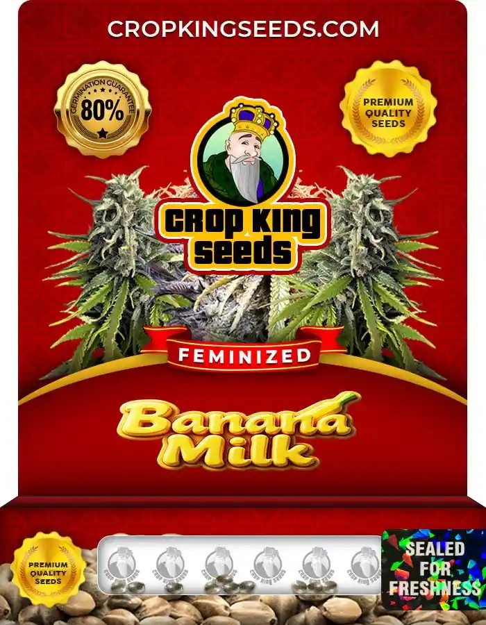 Banana Milk (PnP) Strain Feminized Seeds