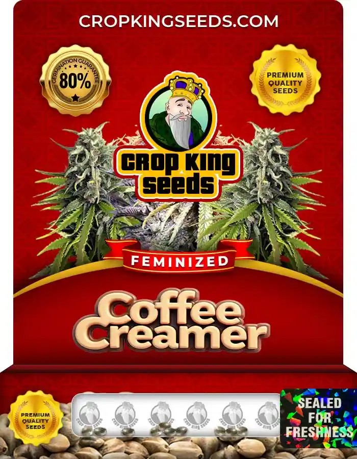 Coffee Creamer Strain Feminized Marijuana Seeds