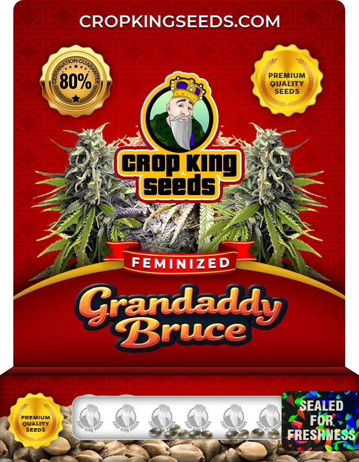Grandaddy Bruce Feminized Marijuana Seeds