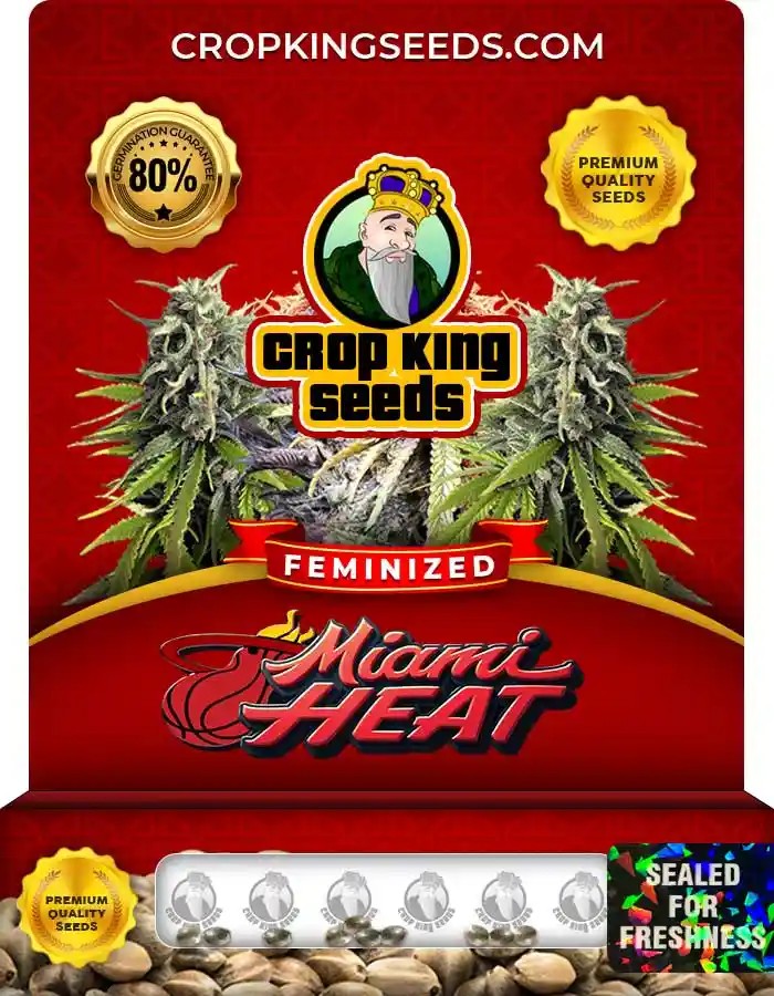 Miami Heat Feminized Seeds