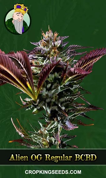 Alien OG Regular BCBD Marijuana Seeds