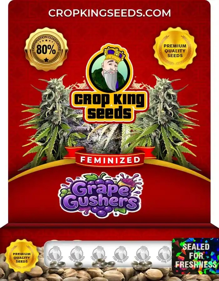 Grape Gushers Strain Feminized Marijuana Seeds