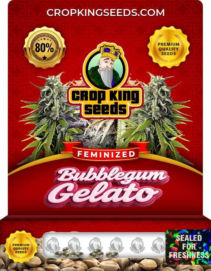 Bubblegum Gelato Strain Feminized Marijuana Seeds