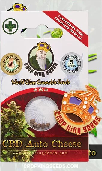 CB Cheese Strain (1:1) Autoflowering Marijuana Seeds