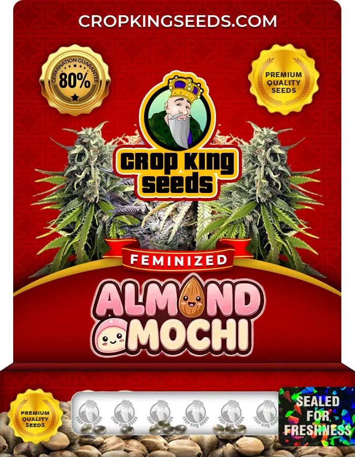 Almond Mochi Strain Feminized Seeds