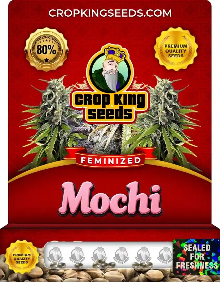 Mochi Strain Feminized Marijuana Seeds
